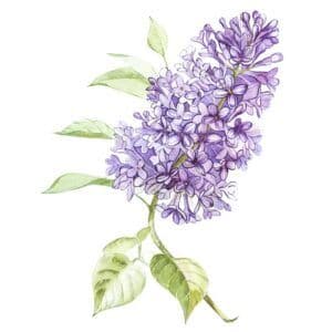 wp-content_uploads_2024_12_Lilac-Flower-300x300.jpg