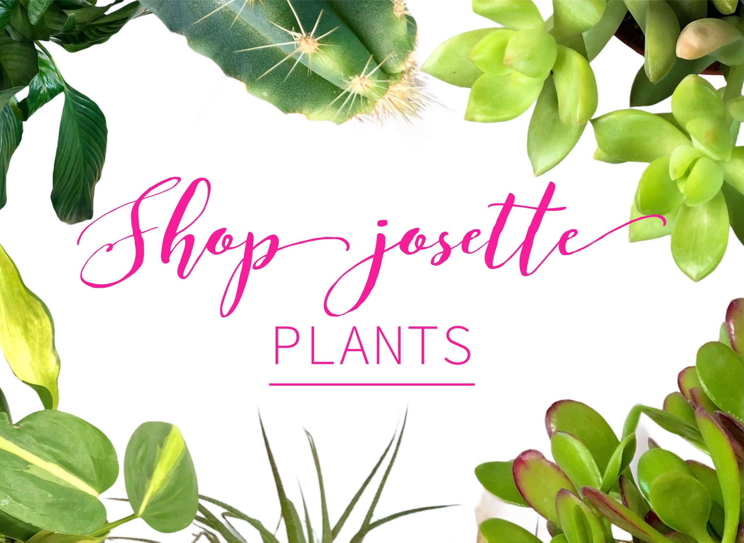 Shop Josette